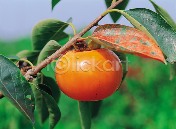 사람없음 JPG 포토 가을(계절) 감 감나무 과일 나무 식물 야외 열매 웰빙 주황색 한개