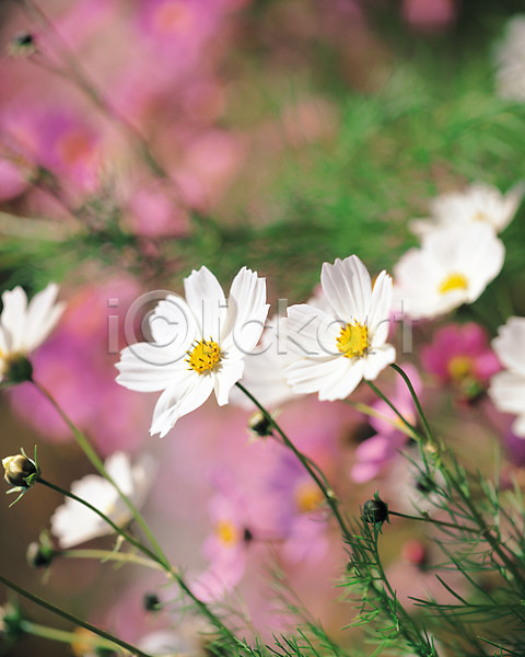 사람없음 JPG 포토 가을(계절) 가을꽃 계절 꽃 백그라운드 식물 야외 여러송이 자연 주간 코스모스(꽃) 흰색