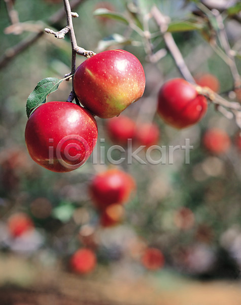 사람없음 JPG 포토 과일 나무 매달리기 빨간색 사과(과일) 사과나무 식물 야외 열매 웰빙 주간