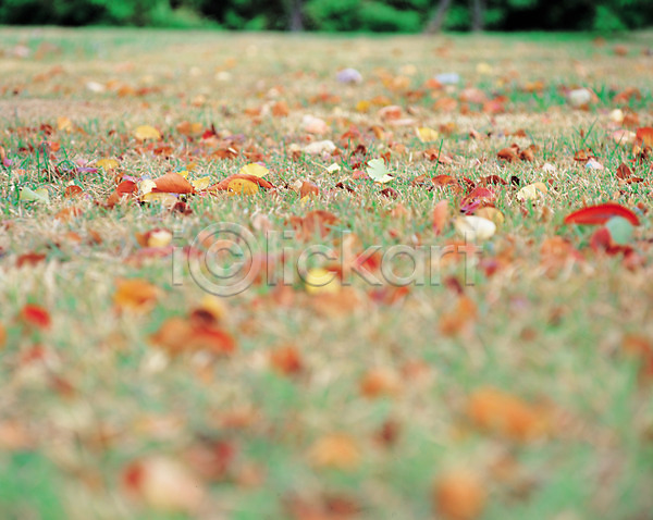 사람없음 JPG 포토 가을(계절) 계절 공원 나뭇잎 낙엽 배경화면 백그라운드 사계절 야외 잎 자연 잔디 주간 초원(자연) 풍경(경치)