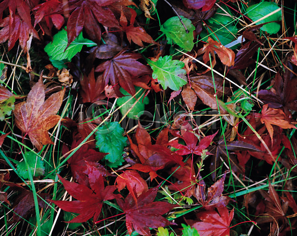 사람없음 JPG 포토 가을(계절) 계절 나뭇잎 낙엽 단풍 백그라운드 사계절 식물 잎 자연