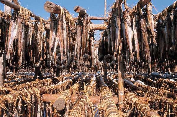 건조 사람없음 JPG 포토 동물 명태 산업 식재료 야외 어류 어업 어촌 주간 풍경(경치) 황태