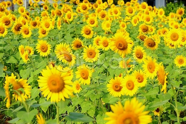 사람없음 JPG 아웃포커스 포토 꽃 꽃밭 노란색 야외 여러송이 자연 주간 해바라기