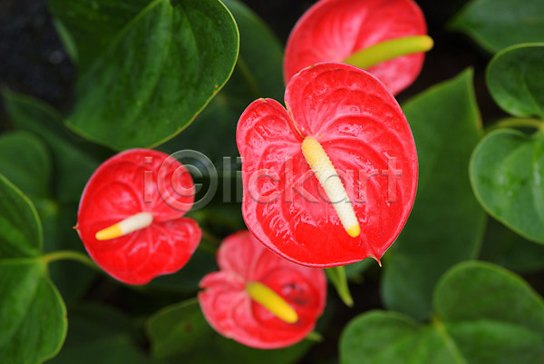사람없음 JPG 아웃포커스 포토 꽃 빨간색 안스리움 야외 잎 자연 주간
