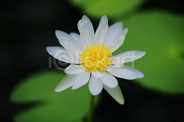 사람없음 JPG 아웃포커스 포토 야외 연꽃(꽃) 연못 연잎 자연 주간 한송이 흰색