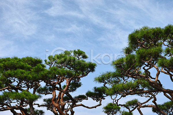 사람없음 JPG 포토 고치현 구름(자연) 소나무 야외 일본 자연 주간 하늘
