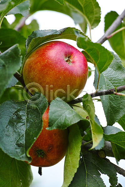 사람없음 JPG 근접촬영 아웃포커스 포토 과일 과일나무 나뭇가지 나뭇잎 사과(과일) 야외 열매 자연 주간