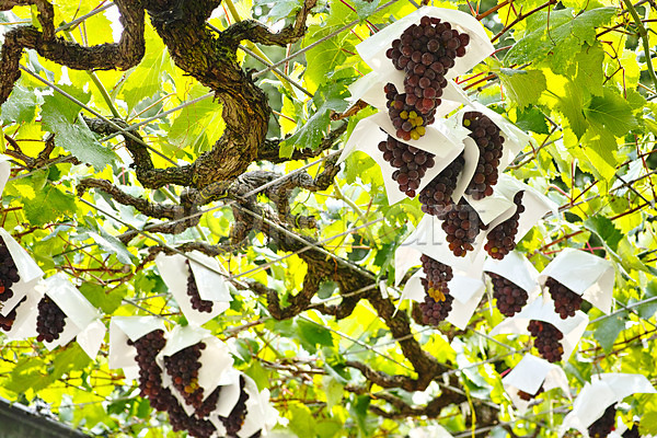 사람없음 JPG 아웃포커스 포토 과일 과일나무 농작물 야외 열매 자연 제철 제철과일 주간 포도 포도나무 포장