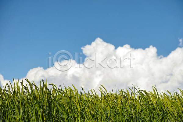 사람없음 JPG 포토 구름(자연) 논 농경지 맑음 벼 야마나시 야외 이삭 일본 자연 주간 풍경(경치) 하늘