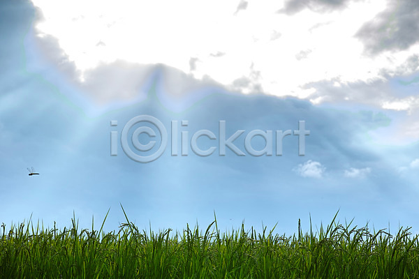 사람없음 JPG 포토 구름(자연) 논 농경지 맑음 벼 빛무리 야마나시 야외 일본 자연 주간 풍경(경치) 하늘 햇빛