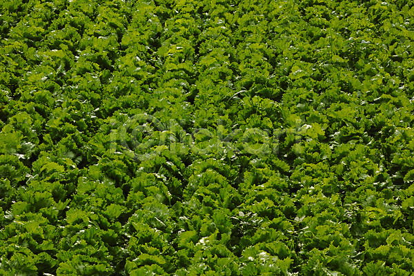 사람없음 JPG 포토 농경지 농작물 배추 배추밭 백그라운드 야마나시 야외 일본 자연 주간 초록색
