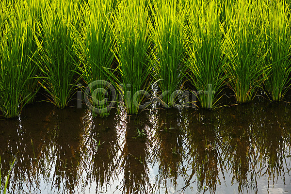 사람없음 JPG 포토 논 농경지 물그림자 벼 수로 야마나시 야외 일본 자연 주간