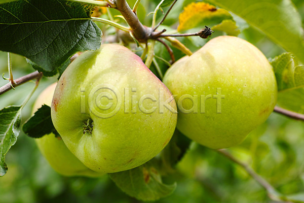 사람없음 JPG 아웃포커스 포토 과수원 과일 과일나무 나뭇가지 나뭇잎 사과(과일) 사과나무 야외 열매 자연 주간 청사과