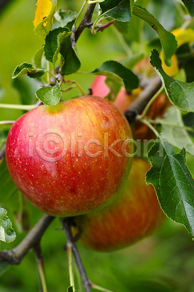 사람없음 JPG 아웃포커스 포토 과수원 과일나무 나뭇가지 나뭇잎 사과(과일) 사과나무 야외 열매 자연 주간