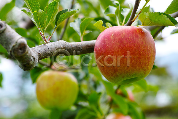 사람없음 JPG 아웃포커스 포토 과수원 과일나무 나뭇가지 나뭇잎 사과(과일) 사과나무 야외 열매 자연 주간