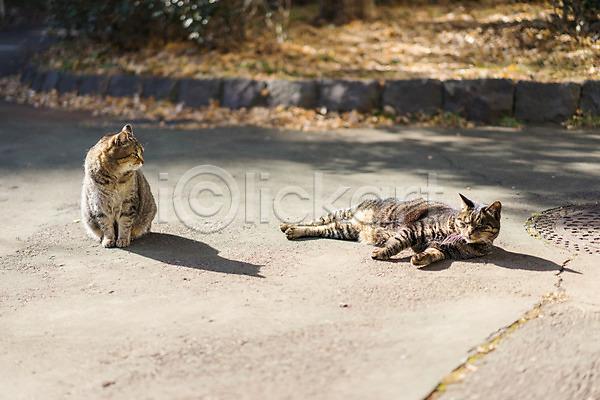 사람없음 JPG 포토 고양이 길고양이 눕기 동물라이프 두마리 반려 야외 주간