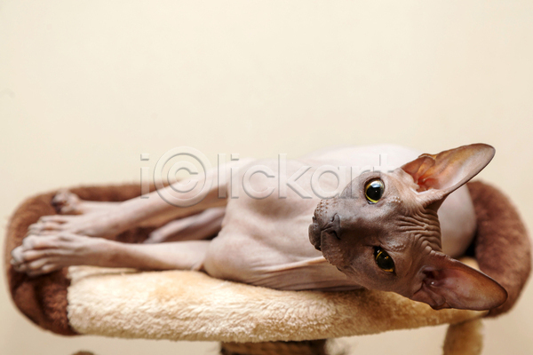 귀여움 사람없음 JPG 포토 해외이미지 고양이 눕기 반려동물 반려묘 베이지색배경 스핑크스고양이 실내 응시 한마리 해외202004