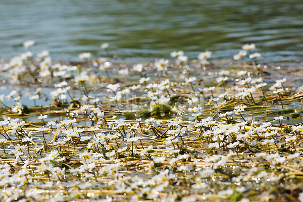 사람없음 JPG 포토 해외이미지 강 개화 물 백합(꽃) 연못 자연 해외202004 호수