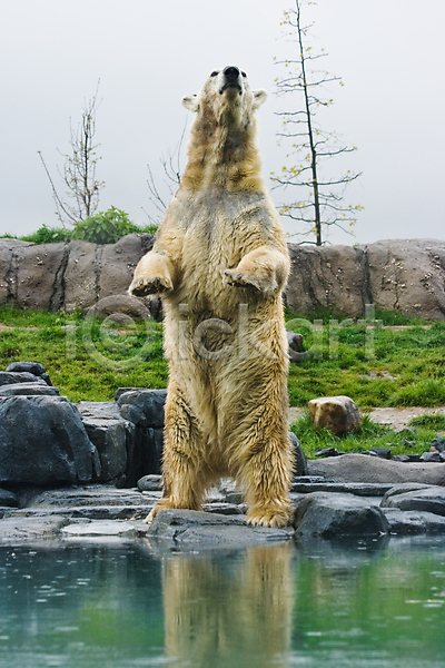 기아 위험 추위 사람없음 JPG 포토 해외이미지 겨울 곰 그린란드 동물 동물원 물 북극 알래스카 어류 얼음 젖음 털 파란색 포유류 해외202004 흰색