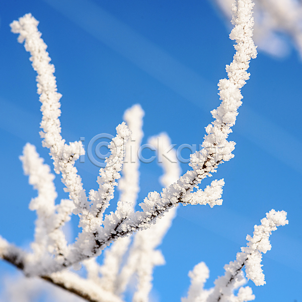 추위 사람없음 JPG 포토 해외이미지 겨울 계절 꽃 나무 나뭇가지 날씨 내추럴 냉동 눈내림 백그라운드 벌거벗은 서리 숲 식물 야외 얼음 자연 추상 크리스마스 크리스탈 파란색 풍경(경치) 하늘 해외202004 흰색