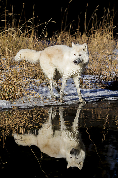 사람없음 JPG 포토 해외이미지 강 늑대 반사 북극늑대 야생동물 야외 주간 한마리 해외202004