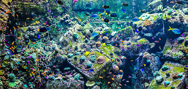 사람없음 JPG 포토 해외이미지 깊이 다이빙 두바이 많음 몰디브 물 바다 바닷속 빨간색 산호 생존 석호 선반 쇼핑몰 수족관 수중 스펀지 식민지 아랍어 아래 암초 야생동물 어류 이국적 자연 정원 제비 큼 폴리네시아 풍경 하와이 학교 해외202004 해외포토