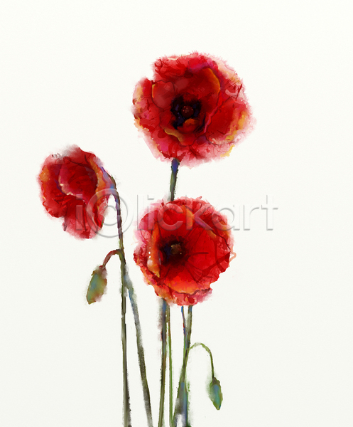 사람없음 JPG 포토 해외이미지 그림 꽃 미술 빨간색 세송이 손그림 수채화(물감) 양귀비 해외202004