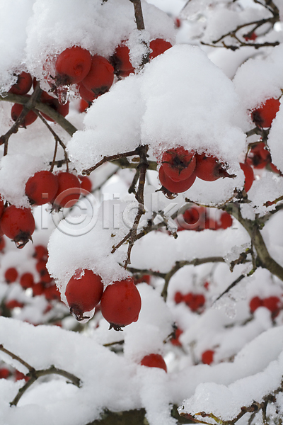 추위 사람없음 JPG 포토 해외이미지 12월 겨울 계절 과일 나무 나뭇가지 날씨 다발 빨간색 서리 숲 식물 야외 얼음 열매 자연 줄기 체리 크리스마스 해외202004 흰색