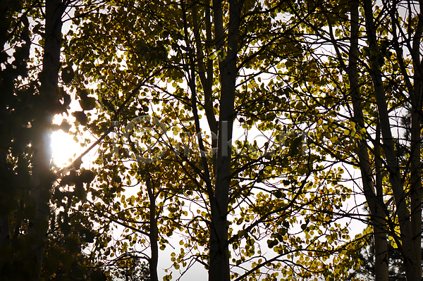 사람없음 JPG 포토 해외이미지 10월 11월 가을(계절) 나무 나무껍질 노란색 은색 잎 콜로라도 풍경(경치) 해외202004 햇빛
