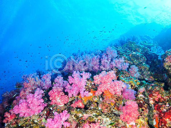 사람없음 JPG 포토 바다 산호 수중 어류 여러마리 자연