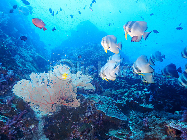 사람없음 JPG 포토 바다 바위 산호 수중 어류 여러마리 열대어 자연