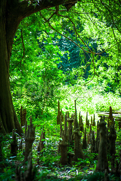 사람없음 JPG 포토 공원 나무 숲 신주쿠 야외 일본 자연 주간 초록색 풍경(경치)