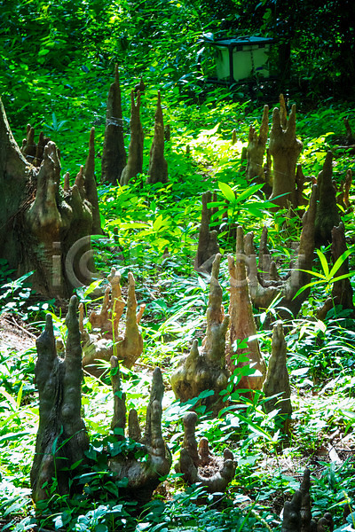 사람없음 JPG 포토 공원 나무 숲 신주쿠 야외 일본 자연 주간 풍경(경치)