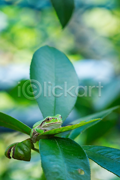 사람없음 JPG 아웃포커스 포토 나뭇잎 야외 자연 주간 청개구리 한마리