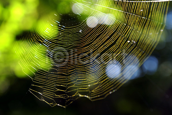 사람없음 JPG 아웃포커스 포토 거미줄 야외 자연 주간