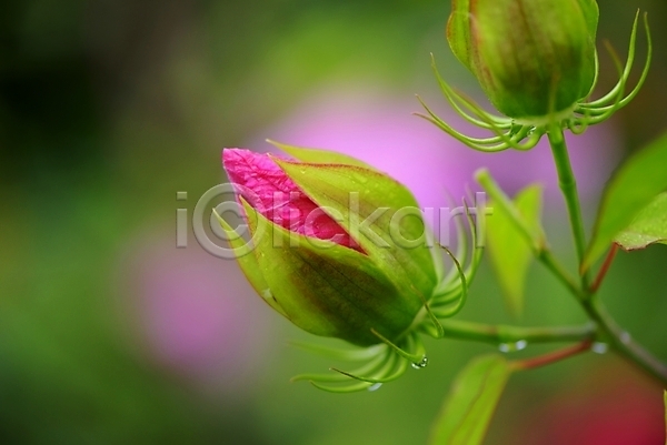 사람없음 JPG 근접촬영 아웃포커스 포토 꽃 물방울 분홍색 야외 자연 주간