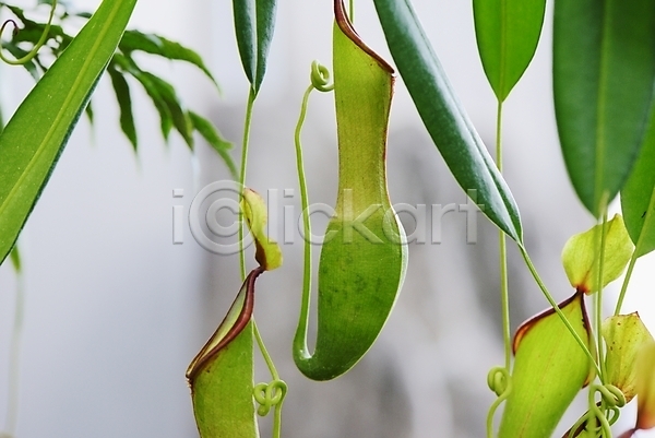 사람없음 JPG 근접촬영 아웃포커스 포토 벌레잡이식물 식충식물 야외 잎 자연 주간
