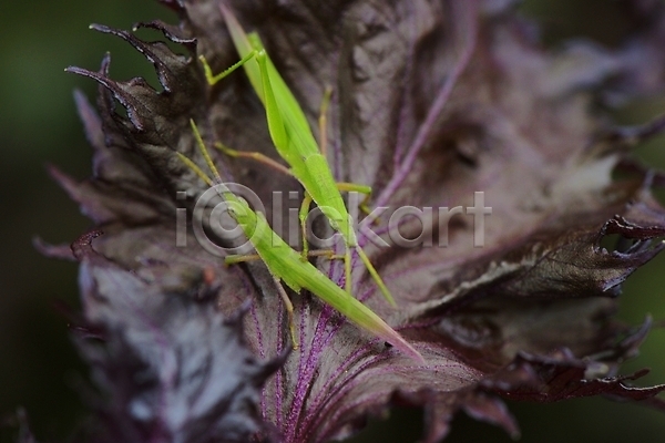 사람없음 JPG 근접촬영 아웃포커스 포토 두마리 메뚜기 야외 잎 자연 주간