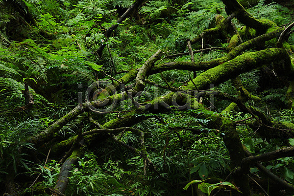 사람없음 JPG 포토 나무 숲 야외 이끼 일본 자연 주간 초록색 효고
