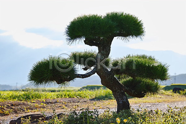사람없음 JPG 포토 소나무 야마나시 야외 일본 자연 주간 풍경(경치)
