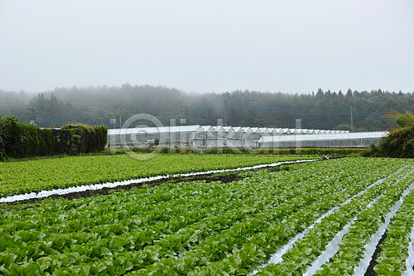 사람없음 JPG 포토 농경지 농촌 배추 배추밭 비닐하우스 야마나시 야외 일본 자연 주간 풍경(경치) 흐림