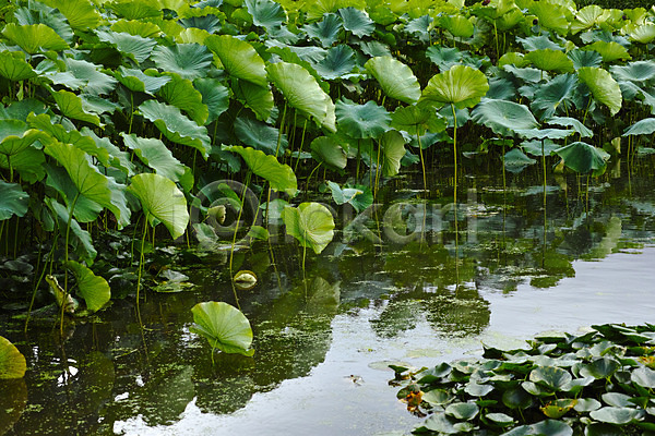 사람없음 JPG 포토 야마나시 야외 연꽃(꽃) 연못 연잎 일본 자연 주간 풍경(경치)