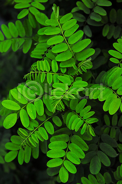 사람없음 JPG 포토 야마나시 자연 초록색 풀잎