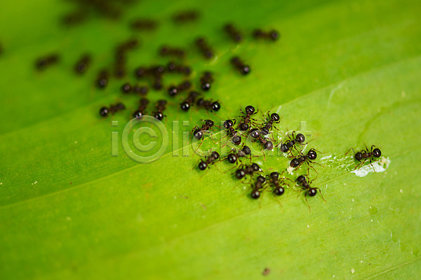 사람없음 JPG 근접촬영 아웃포커스 포토 개미 나뭇잎 여러마리 자연