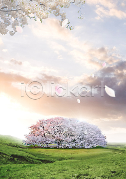 사람없음 PSD 편집이미지 구름(자연) 꽃 꽃잎 나무 나뭇가지 낙화 노을 벚꽃 봄 자연 초원(자연) 편집 하늘