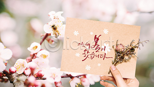 신체부위 PSD 편집이미지 드라이플라워 들기 벚꽃 봄 손 손글씨 수채화(물감) 엽서 캘리그라피 포스터