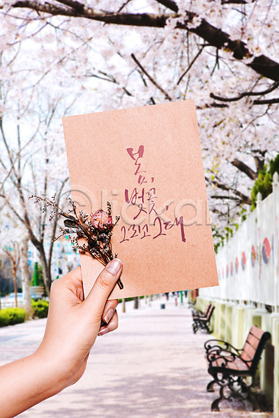 신체부위 PSD 편집이미지 드라이플라워 들기 벚꽃 봄 손 손글씨 수채화(물감) 엽서 캘리그라피 포스터