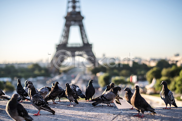 사람없음 JPG 아웃포커스 포토 비둘기 에펠탑 여러마리 유럽 일상 트로카데로광장 파리(프랑스) 프랑스