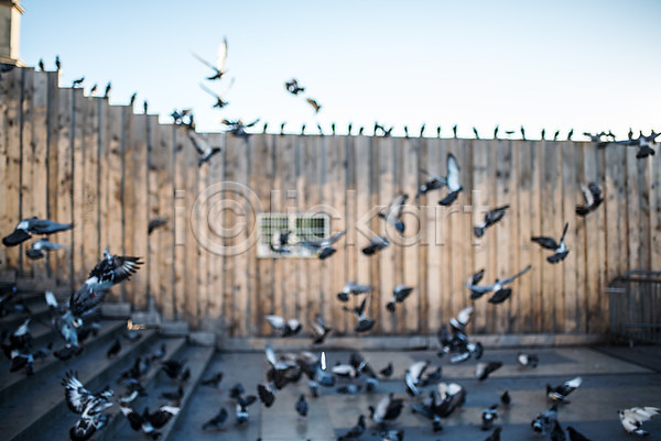 사람없음 JPG 아웃포커스 포토 계단 비둘기 야외 여러마리 유럽 일상 주간 트로카데로광장 파리(프랑스) 프랑스