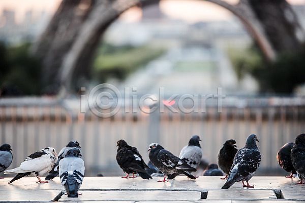 사람없음 JPG 아웃포커스 포토 공원 광장 비둘기 유럽 파리(프랑스) 프랑스
